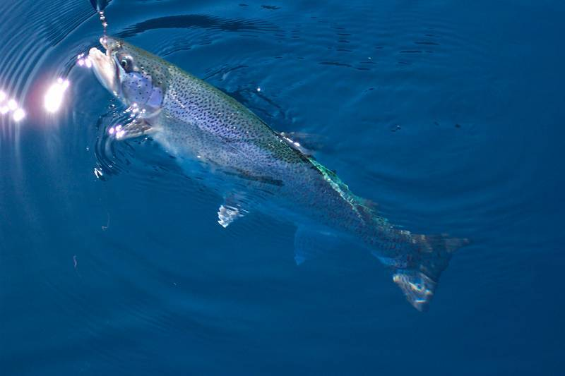 lake crescent beardslee trout Lip Rippers Fishing